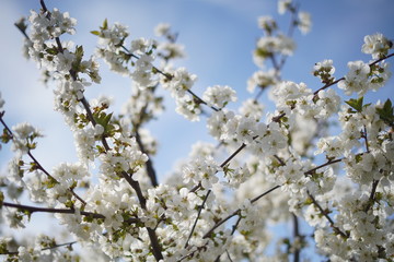 Spring with a beautiful blooming cherry garden. Working bees in the background.