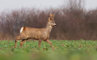 Naklejka na ściany i meble Curious roe deer standing in the field