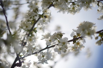 Spring with a beautiful blooming cherry garden. Working bees in the background.