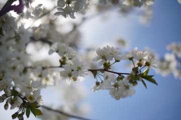 Spring with a beautiful blooming cherry garden. Working bees in the background.