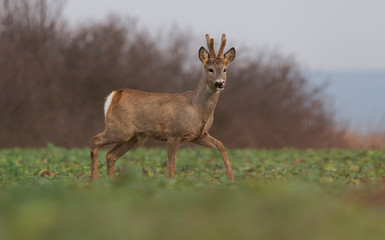 Curious roe deer standing in the field