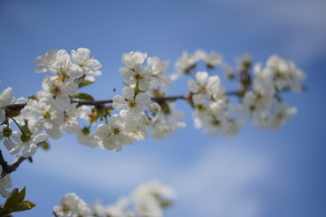 Spring with a beautiful blooming cherry garden. Working bees in the background.
