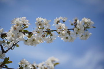 Spring with a beautiful blooming cherry garden. Working bees in the background.