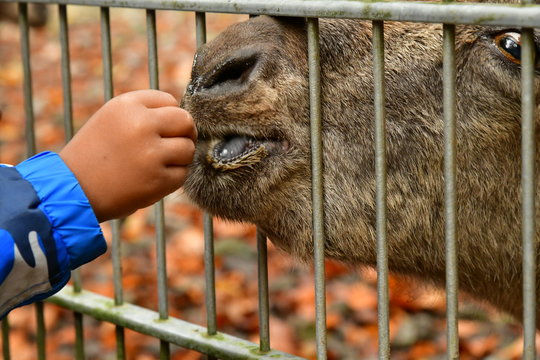 Wildtiere f&uuml;ttern, nur mit dem was der F&ouml;rster zur Verf&uuml;gung gestellt hat, aus den Futterautomaten! Bitte nicht's mitgebrachtes, nicht's anderes.