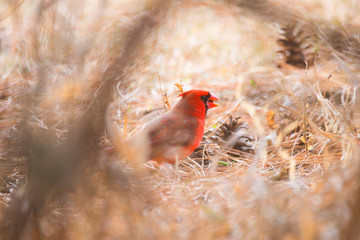 Red Cardincal Male Eating Seeds on Ground
