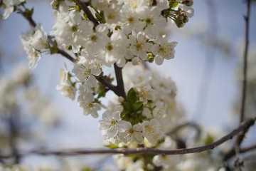 Spring with a beautiful blooming cherry garden. Working bees in the background.