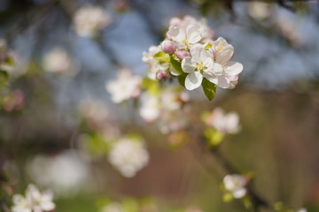 Spring with a beautiful blooming cherry garden. Working bees in the background.