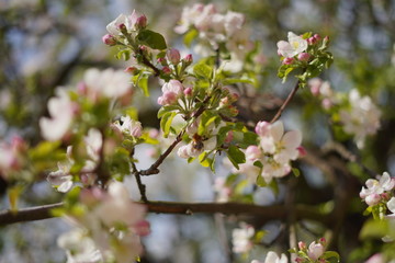 Spring with a beautiful blooming cherry garden. Working bees in the background.