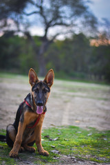 a portrait of my German shepherd dog, in the park, Love Animals 