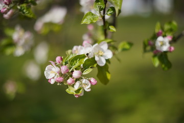 Spring with a beautiful blooming cherry garden. Working bees in the background.