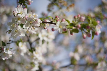 Spring with a beautiful blooming cherry garden. Working bees in the background.