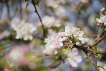 Spring with a beautiful blooming cherry garden. Working bees in the background.