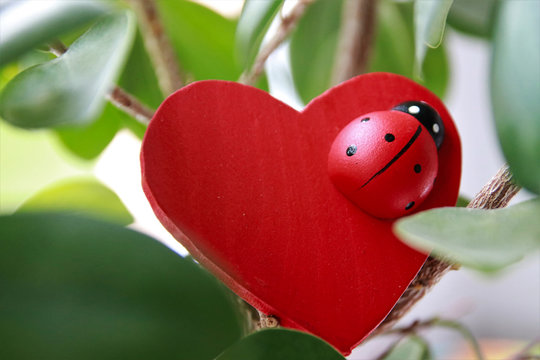 A Red Heart With Lady Beetle