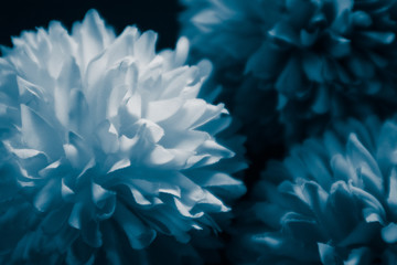 Beautiful abstract color purple and blue flowers on black background and blue graphic white flower frame and dark leaves texture, purple background, colorful graphics banner