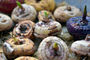 Preparing bulbs of gladioli flowers for planting in the ground