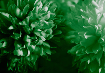 Beautiful abstract color white and green flowers on black background and light black and dark flower frame and green leaves texture, dark background, green banner happy 