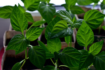 Seedlings of cultivated plants to prepare for planting