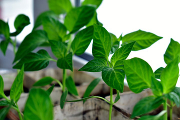Seedlings of cultivated plants to prepare for planting