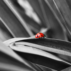 La Coccinella - Non solo Rosso
