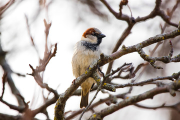 Red Headed Common Sparrow in Nebraska Midwest