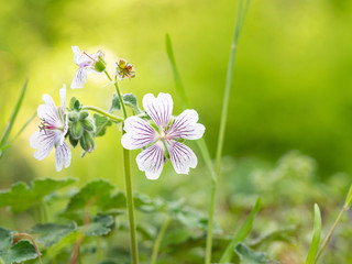 Geranium renardii flowering herbaceous perennial plant