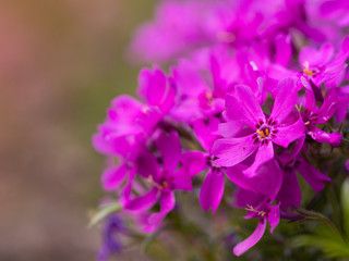 Fototapeta premium Phlox douglasii (tufted phlox, Columbia phlox) purple blossom of perennial herb