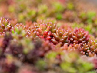 Sedum album, white stonecrop, colorful plant of the genus Sedum close up.