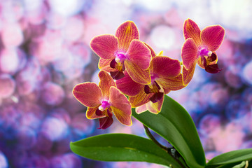 Beautiful pink  and orange orchid  - phalaenopsis