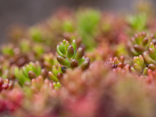 Sedum album, white stonecrop, colorful plant of the genus Sedum close up.