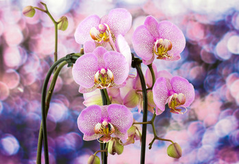 Beautiful pink orchid  - phalaenopsis