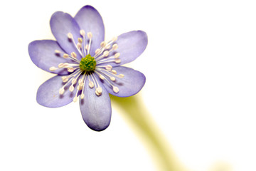 Blue Spring Wild Flower, Hepatica Nobilis
