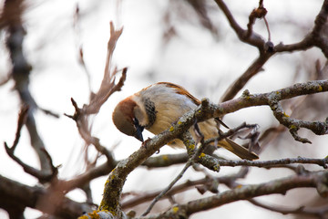 Red Headed Common Sparrow in Nebraska Midwest