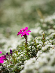 Phlox douglasii (tufted phlox, Columbia phlox) purple blossom of perennial herb