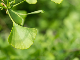 Ginkgo biloba - maidenhair tree, green leaf