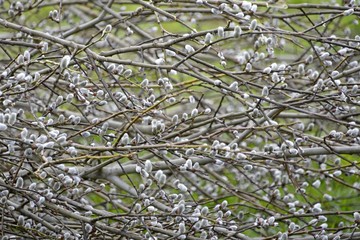 branches of the pussy willow (salix caprea)