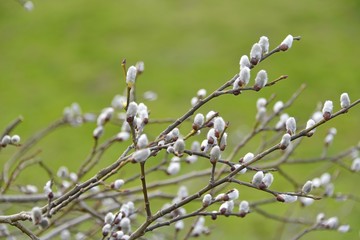 branches of the pussy willow (salix caprea)