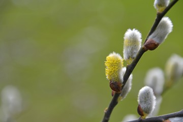 branches of the pussy willow (salix caprea)