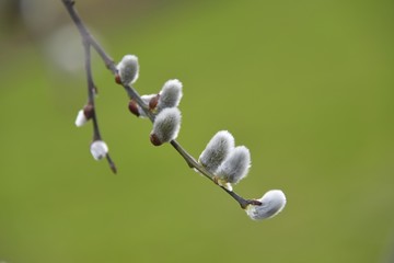 branches of the pussy willow (salix caprea)