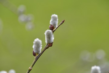 branches of the pussy willow (salix caprea)