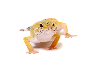 A studio photograph of a Leopard Gecko Lizard