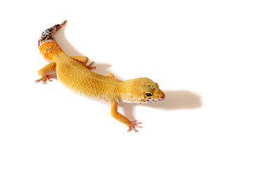 A studio photograph of a Leopard Gecko Lizard