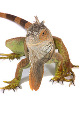 A studio photograph of a Iguana
