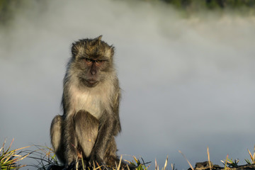 A cheeky monkey sitting on the rim of Kelimutu Volcano on Flores, Indonesia. The monkey is fixated...