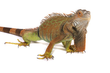 A studio photograph of a Iguana