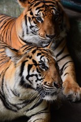 Fototapeta na wymiar Stripes of large bengal tiger