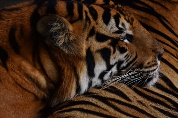 Stripes of large bengal tiger
