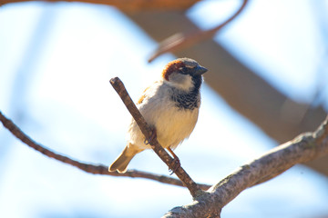 Red Headed Common Sparrow in Nebraska