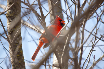 Red Cardinal Male Northern Singing for a Mate
