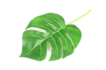 Artificial monstera leaves isolated on a white
