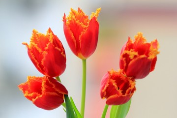 Red tulips close up
